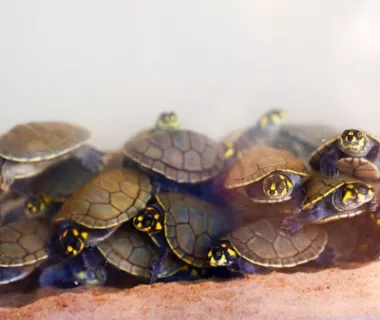 Projeto Quelônios do Guaporé solta 5 milhões de tartarugas na Amazônia Projeto Quelônios do Guaporé solta 5 milhões de tartarugas na Amazônia