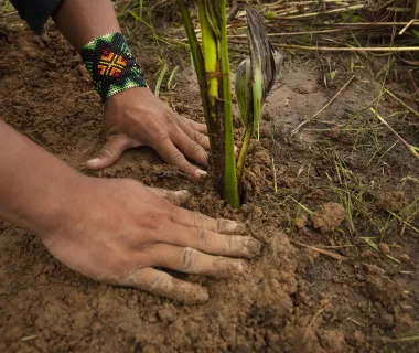 Uma aliança para reflorestar a Amazônia Uma aliança para reflorestar a Amazônia