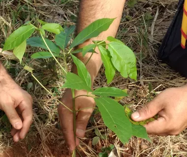 Com apoio da Energisa, projeto Verde Novo irá plantar 100 mil árvores 