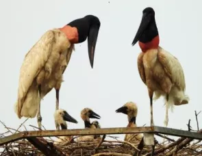 O renascer dos tuiuiús: a ave-símbolo do Pantanal volta para casa