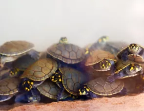 Projeto Quelônios do Guaporé solta 5 milhões de tartarugas na Amazônia Projeto Quelônios do Guaporé solta 5 milhões de tartarugas na Amazônia