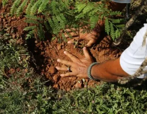 300 mil árvores para refrescar Cuiabá