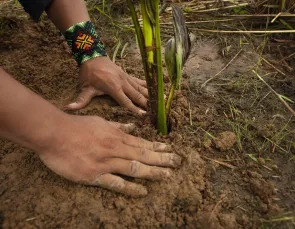 Uma aliança para reflorestar a Amazônia Uma aliança para reflorestar a Amazônia