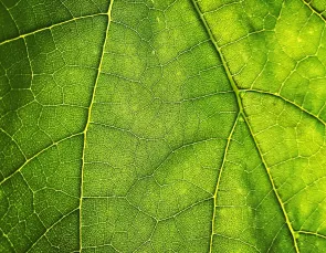 Energisa investe para acelerar a bioeconomia na Amazônia