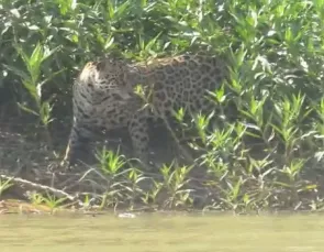 Onça-pintada é flagrada por equipe da Energisa no Pantanal